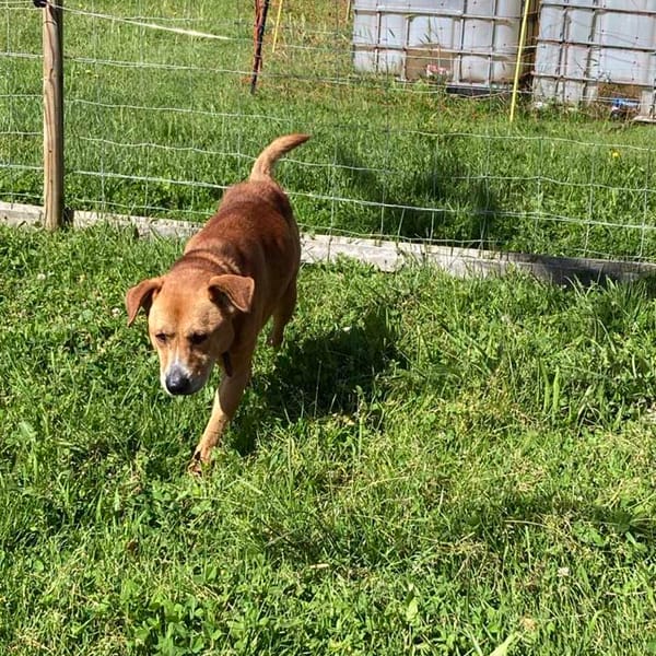 TAI — Golden Retriever