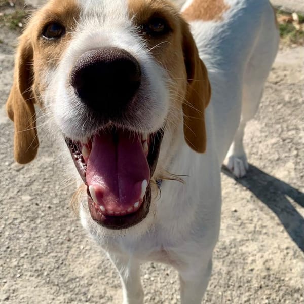 Jethro — Spinone Italiano