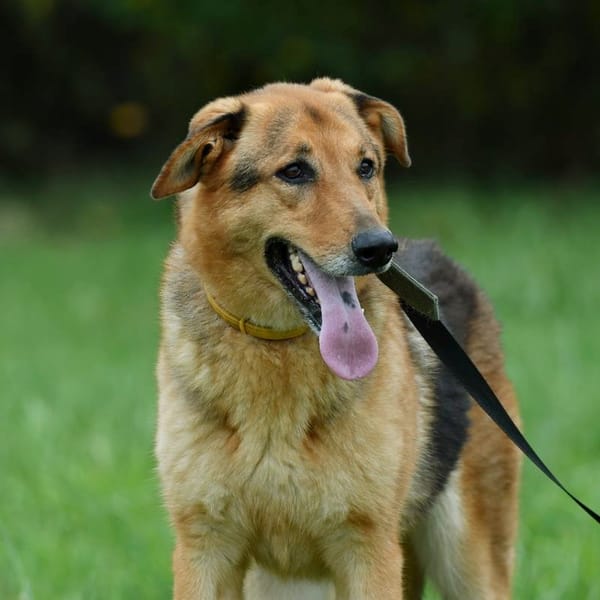 Gaja i Graf — Owczarek Niemiecki