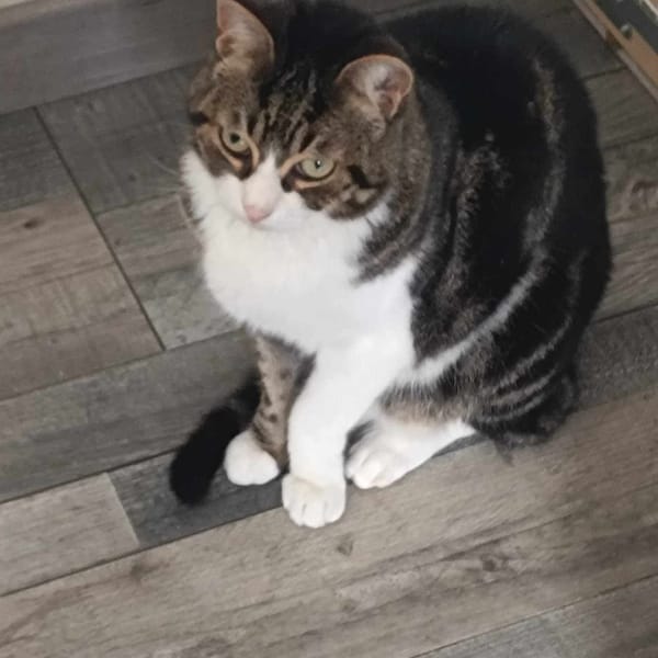 DIABLO — Européen