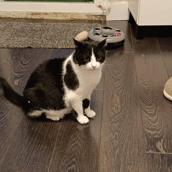 Gorda — Gato Común