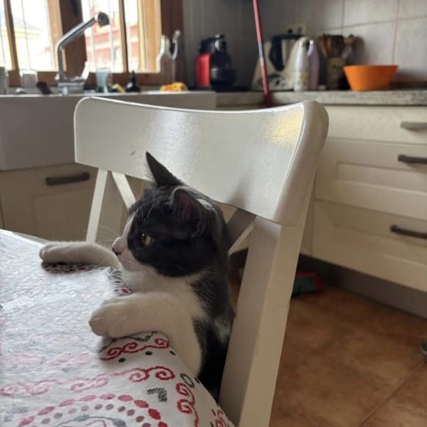 Baby y Yoda — Gato Común Europeo