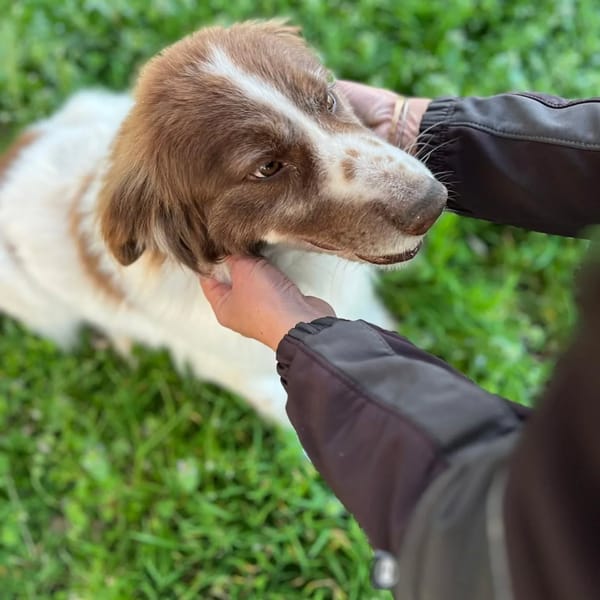 MICHELE — Border Collie