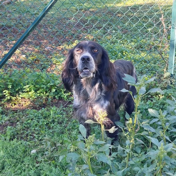 Nemo — Setter Inglese