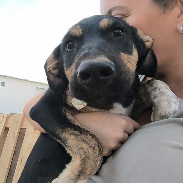 HERCULES (Rescate) — Berger Allemand