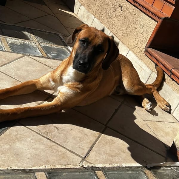 THOR — Segugio Italiano