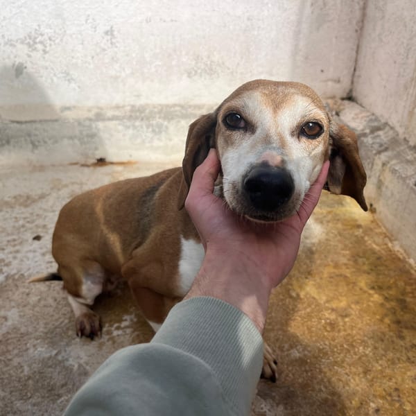 ida — Segugio Italiano