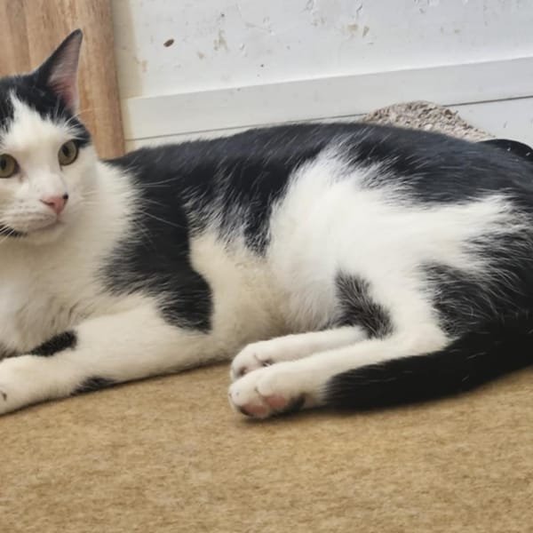 Vareko chat mâle adulte — Européen