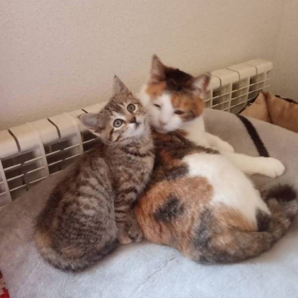 Shirin — Gato Común Europeo