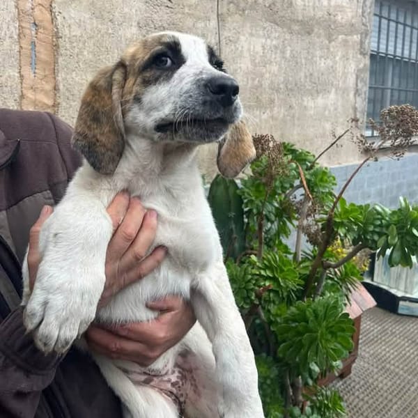 LIA (Maria) — Croisé