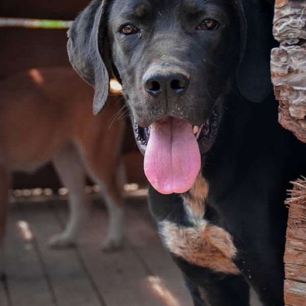 ultimo — Cane Corso