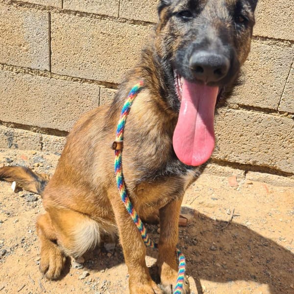 BRINA (Maria) — Croisé