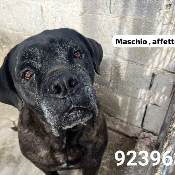 PONGO — Cane Corso