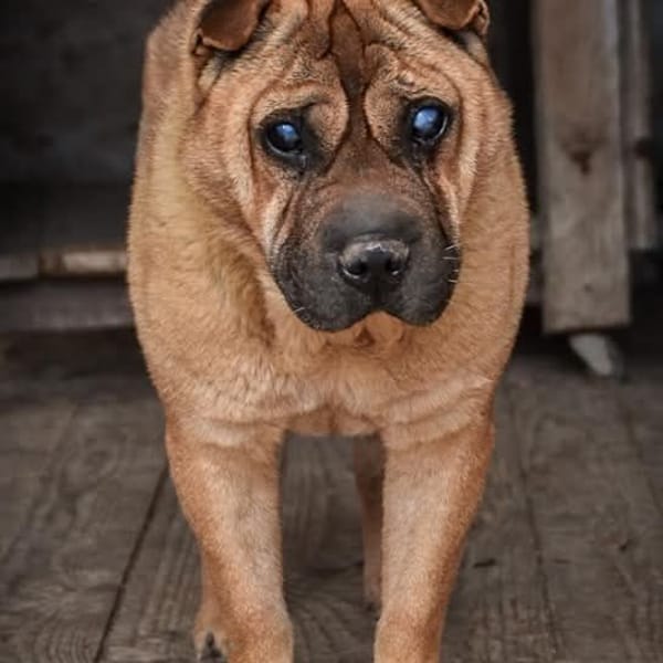 fido — Shar Pei