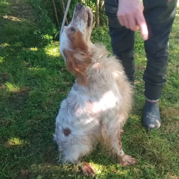 Fracco — Setter Inglese