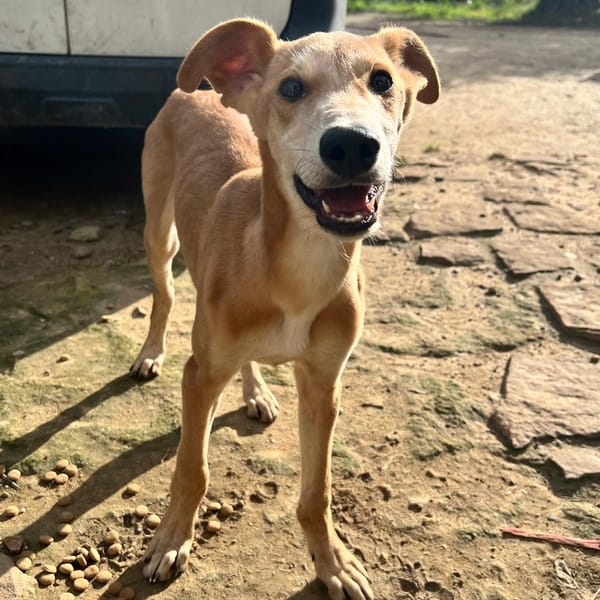 ALMANZOR (Lara) — Lévrier Espagnol