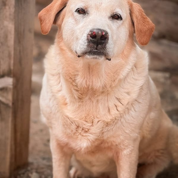 ilenia — Labrador Retriever