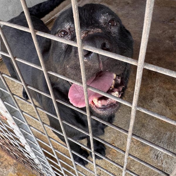 kappa — Cane Corso