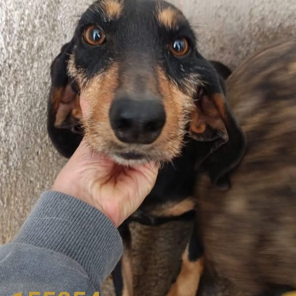 elsa — Segugio Italiano