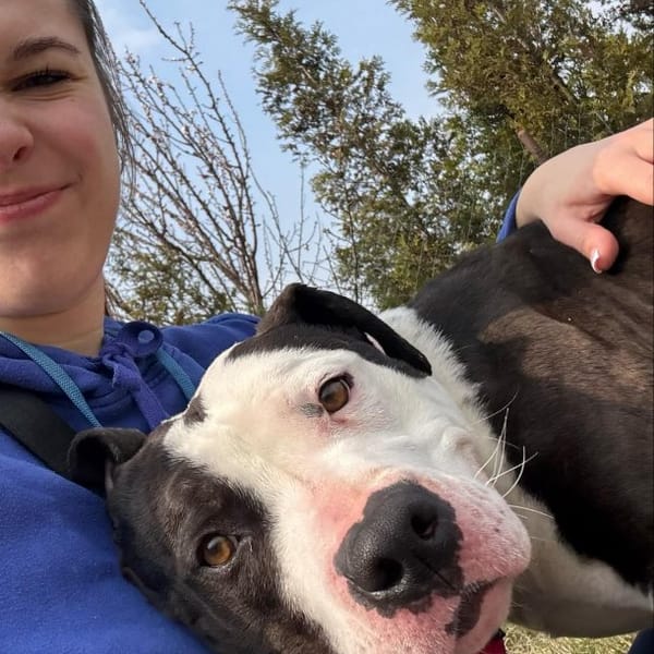 Maddie — Amstaff American Staffordshire Terrier