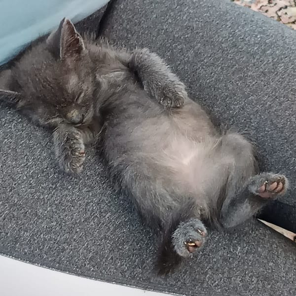 Ceci — Gato Común Europeo