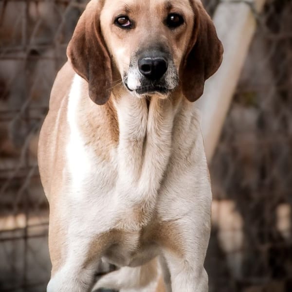 alberto — Segugio Italiano