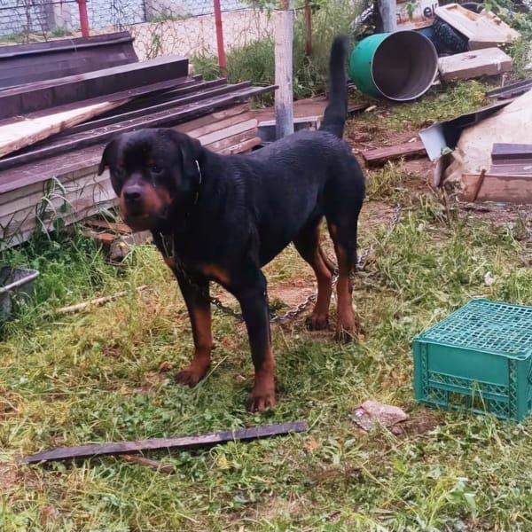 DEMON — Rottweiler