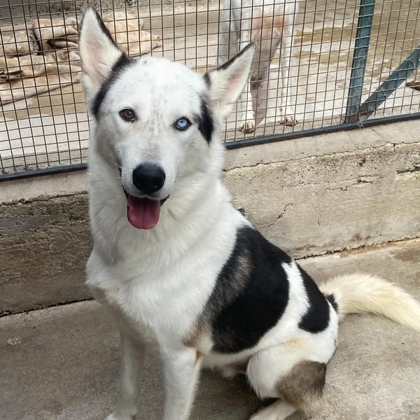 BLADE — Siberian Husky