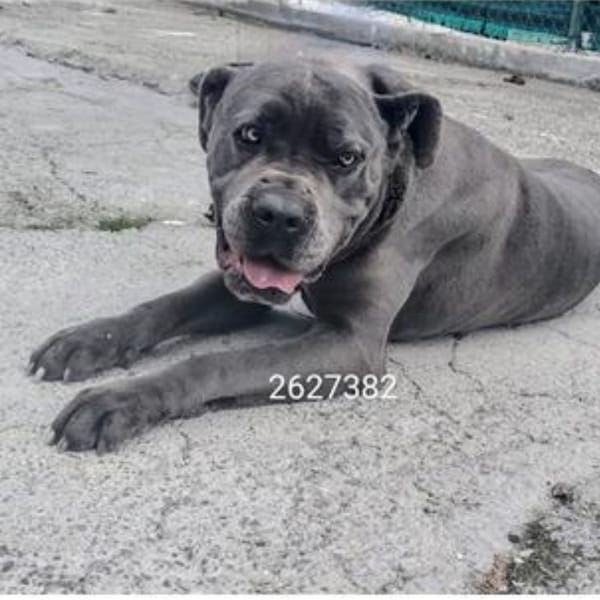winka — Cane Corso