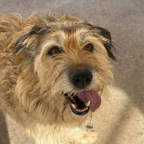 REX — Spinone Italiano