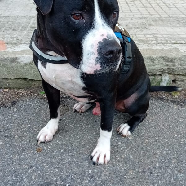 aron — American Staffordshire Terrier