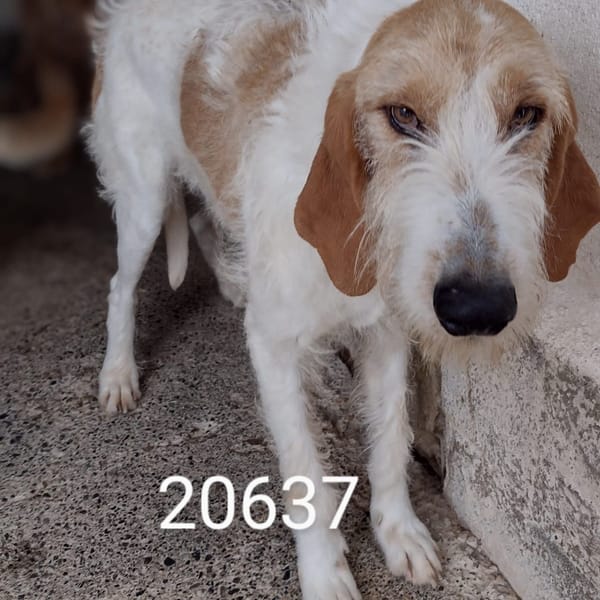 sergio — Segugio Italiano