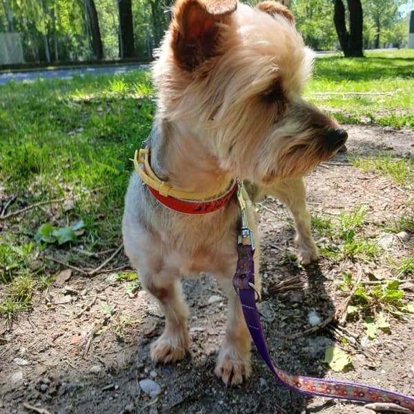 Serek — Yorkshire Terier