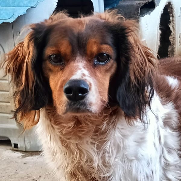 BETTY — Springer Spaniel Inglese