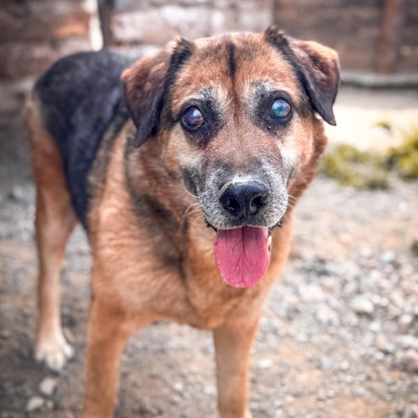 roano — Pastore Tedesco