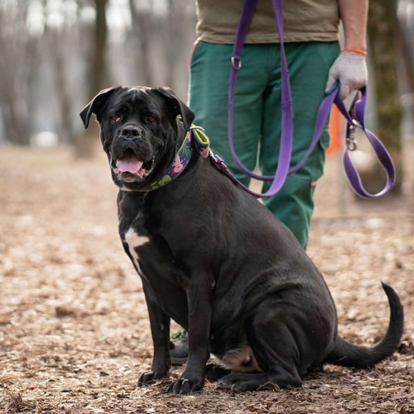 Balbina — Cane Corso