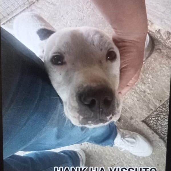 hank — Dogo Argentino