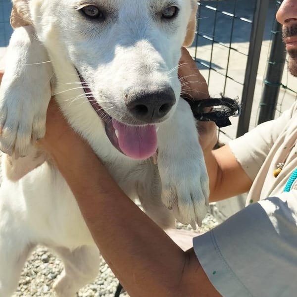 PIPPI — Labrador Retriever