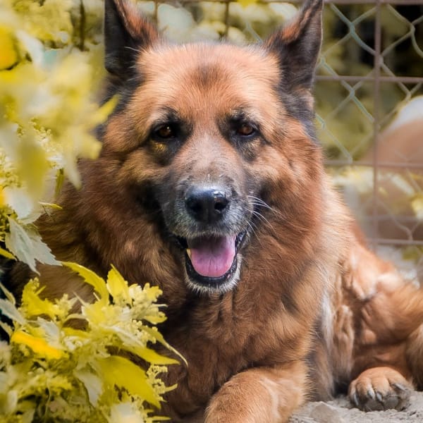 KARLA — Pastore Tedesco