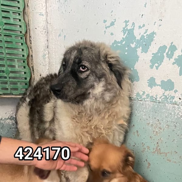 mammolo — Cane Da Pastore Del Caucaso