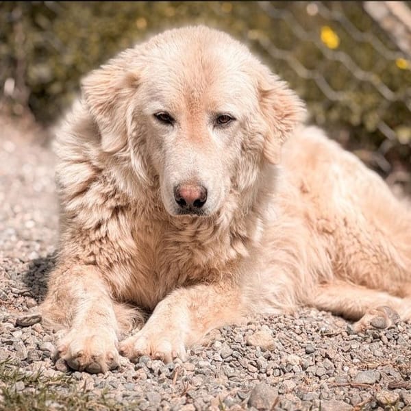 ghea — Pastore Maremmano Abruzzese