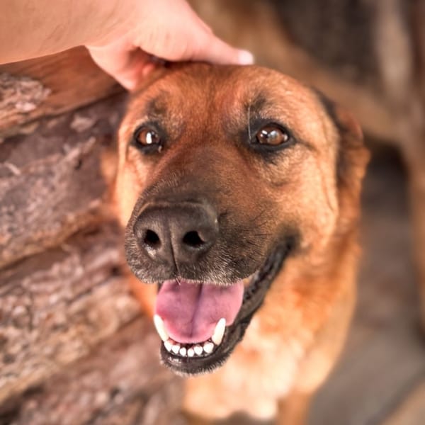 brenda — Pastore Tedesco