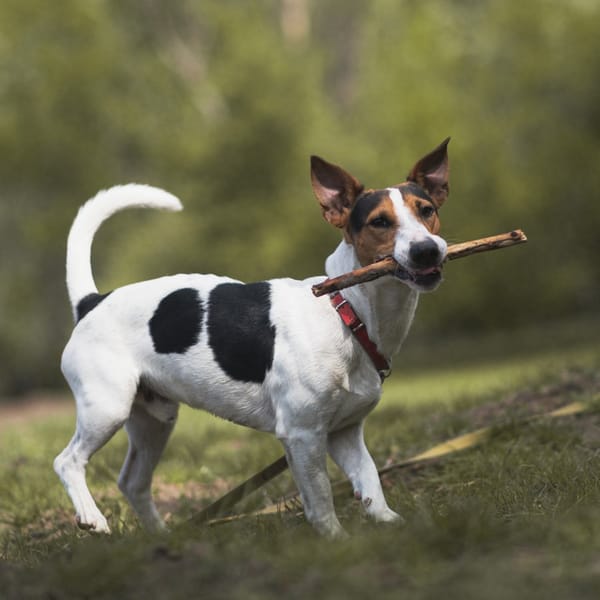 Forest — Jack Russell Terrier