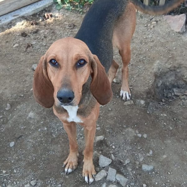 luna — Segugio Italiano