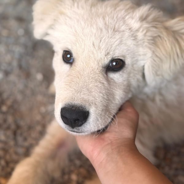 leone — Pastore Maremmano Abruzzese
