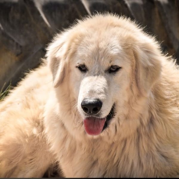 white — Pastore Maremmano Abruzzese