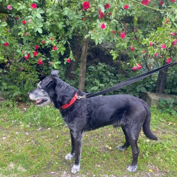 Neruś — Mieszaniec