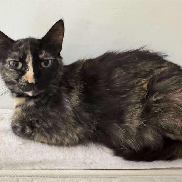 HAVANA — Européen