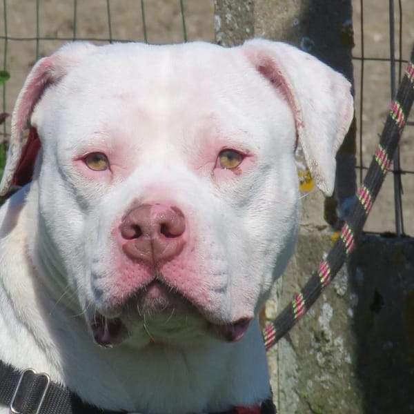 OLAF — Croisé / Autre