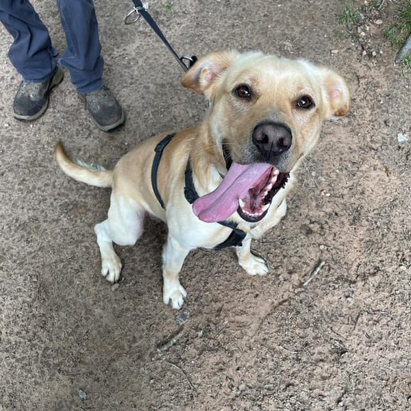 JOY — Labrador Retriever